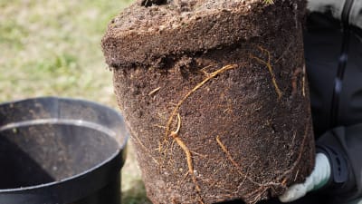 Gula rötter i krukformad jordklump