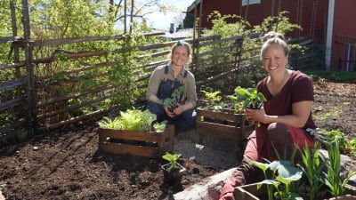Två kvinnor, Lena Gillberg och Elin Skagersten-Ström, sitter på marken i Strömsös trädgård och håller plantor i händerna.