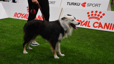 En hund som deltar i VM i Agility i Åbo.
