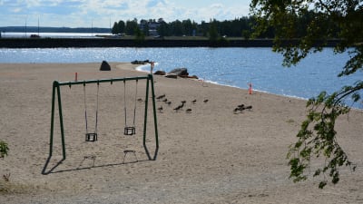 Endast gässen rör sig på Sandö badstrand i Vasa när det råder badförbud.
