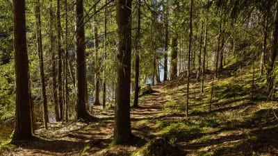 Luontopolku järven äärellä Nuuksion kansallispuistossa.