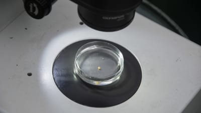 en flodpärlmussel unge under mikroskop.