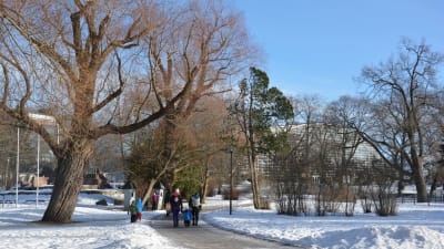 Kuppisparken i Åbo i vinterskrud.