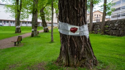 Ett tjockt träd i en park. Runt trädet ett bandage med ett rött hjärta på.