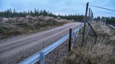Skogsväg på djurbro.