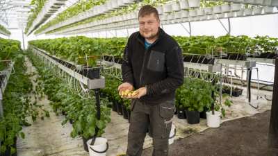 En man i svart fleecetröja och grå byxor står i ett växthus och har potatisar i händerna.