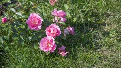 Rosor i Rosenparken i Borgå