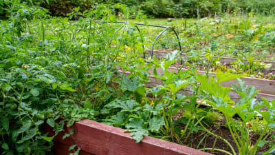 Grönsaksplantor i en trädgård. 