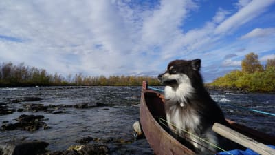 Äijä-koira veneessä.
