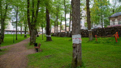 Träd omlindade med bandage i en park.