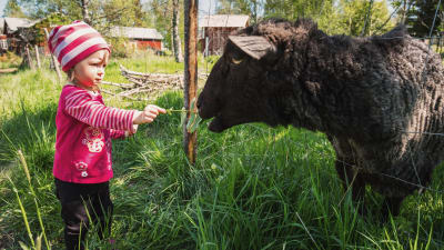 Pieni tyttö syöttää mustaa lammasta Södra Vallgrundissa.