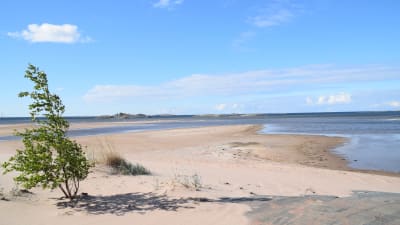 En bild på en strand med lågt vatten. Stranden är en sandstrand och vid sidan av stranden finns en vindpinad björk.