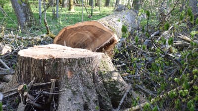 Ett träd har fällts invid en träbyggnad. Det är på Ramsholmens naturskyddsområde invid danspaviljongen.