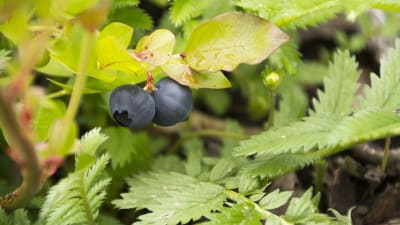Amerikanska blåbär i klockarparken i Lappträsk