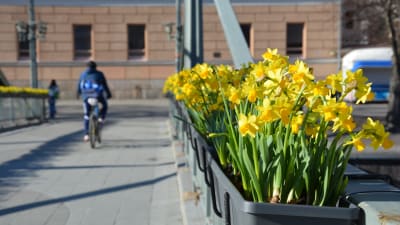 Narcisser på Teaterbron i Åbo.