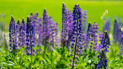 blomsterlupin i naturen