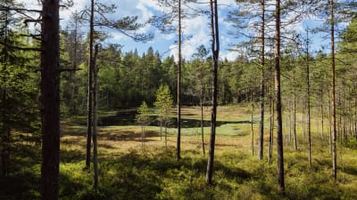 Skog i Noux nationalpark.