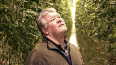 En man iklädd en fleecetröja står inne i ett växthus och blickar upp mot tomatplantor.