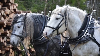 Två arbetshästar står brevid en stor hög med virke. 
