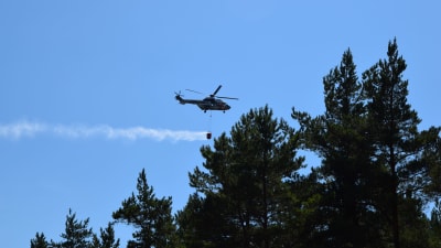 Helikopter som flyger och släcker skogsbrand.