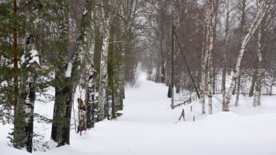 träd och snö