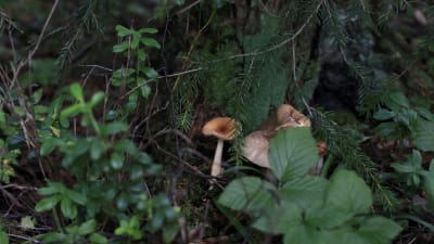 En bild på en svamp i skogen. 