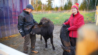 Karl och Seija Åberg med wagyu-korna Korona och Kaya.