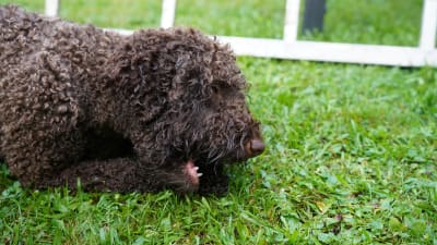 En brun hund ligger på en gräsmatta och tuggar på en leksak.
