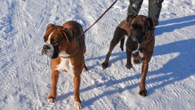 två boxerhundar en snöig dag