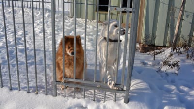 två små hundar bakom galler en snöig dag