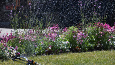 En bild på en vattenspridare som vattnar blommor. Den har flera strålar och bevattnar en rabatt med blommor i olika höjd.
