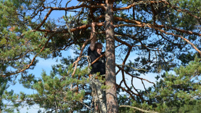 Juhani Karhumäki klättrar upp i en tall för att ringmärka fiskgjusar