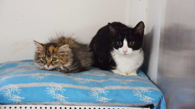 Två kattungar ligger på en kudde, en är långhårig, grå med en gul fläck i pannan och den andra svart och vit. 
