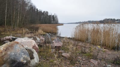 En strand med stenar och vass där en småbåtshamn ska byggas i Gammelboda.