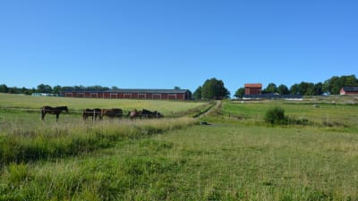 En bondgård med betande hästar.
