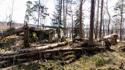 Trädstammar som storm har fällt.
