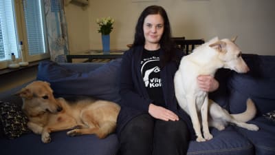Aino Arjas är ordförande för Viipurin koirat, som nu undersöker de hundar de importerat för resistenta bakterier. 