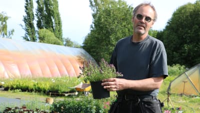 Kjell Wickman visar en Backtimjan som han drivit upp på sin plantskola
