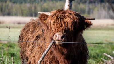 Highland cattle på bete.