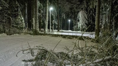Träd ligger tvärs över skidspår i mörkt skogsområde.