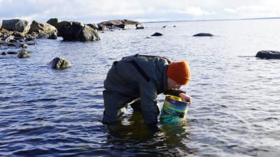 Nicke Aldén med vadarbyxor på böjer sig ner för att plocka alger från havsbottnen, han har en vattenkikare med sig.