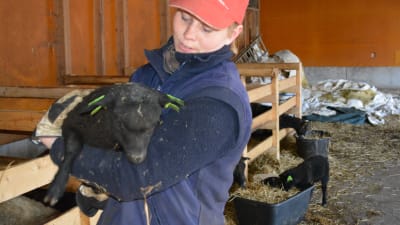 Crista Hällfors håller ett av familjens svarta lamm