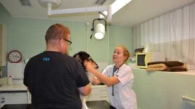Lasse Mynttinen, veterinär Elina Lahikainen, collien Sinna