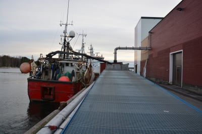 Mikael Brunströms trålare vid fiskfabriken i Kasnäs.