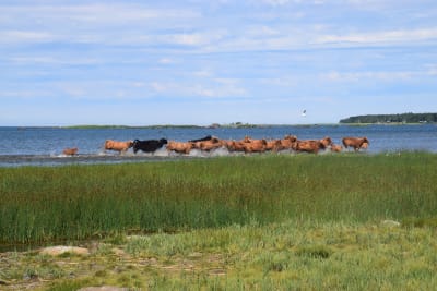 Kor som springer vid vattenbrynet vid storhamn i Harrström.