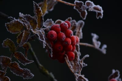 Rönnbär med frost i Jakobstad