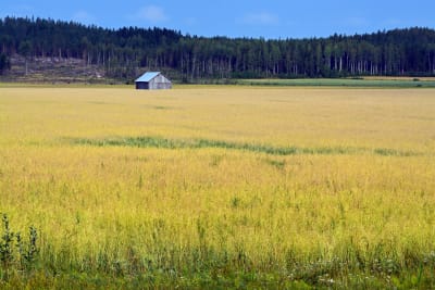 rypsfält i lappträsk.