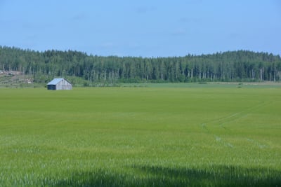 Maltkornsfält i Lappträsk.