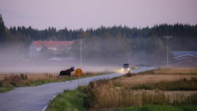 En älg springer över vägen framför en bil. 