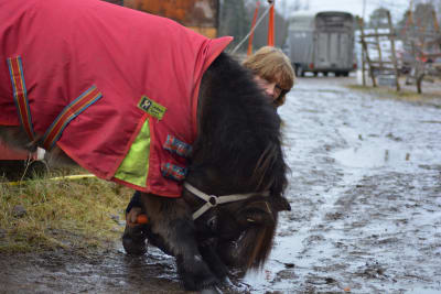 Sussy Bro vid Bubblans ponnystall i Jakobstad.